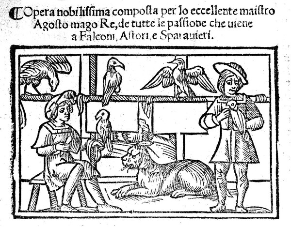 Libro della natura delli cavalli. Et del modo di relevar li, medicar li, e domar li, e cognoser li ... Item ... tratta della natura di relevar, medicar, governar, e mantenir sparavieri, astori, falconi, e simili / [Jordanus Ruffus].