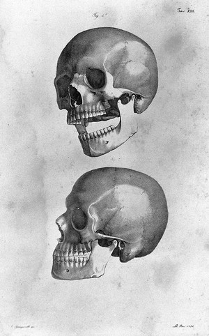 view Anatomical figures after Squanquerillo