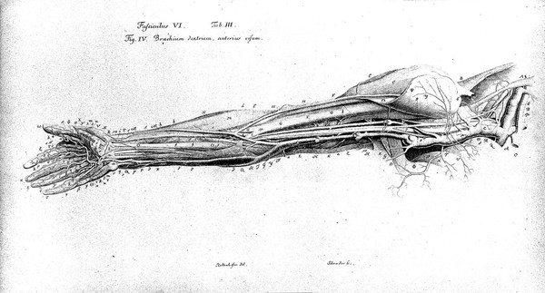 Icones anatomicae quibus praecipuae aliquae partes corporis humani delineatae proponuntur & arteriarum potissimum historia continetur / auctore Alberto de Haller.