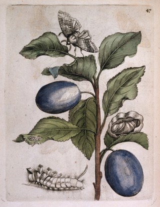Larva (caterpillar), pupa (cocoon) and adult moth on a plant