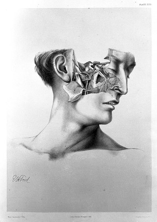 Illustrations of dissections : in a series of original colored plates the size of life, representing the dissection of the human body reduced on a uniform scale, and reproduced in facsimile, expressly for Wood's Library os standard medical authors / by George Viner Ellis and G.H. Ford.