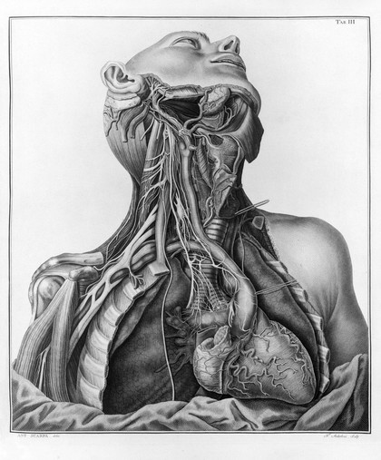 Tabulae nevrologicae ad illustrandam historiam anatomicam cardiacorum nervorum, noni nervorum cerebri, glossopharyngaei, et pharyngaei ex octavo cerebri / Auctore Antonio Scarpa.