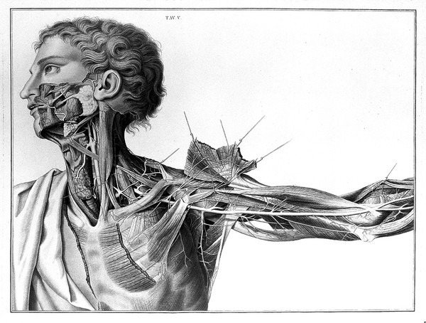 Sull'aneurisma / riflessioni ed osservazioni anatomico-chirurgiche. Di Antonio Scarpa.