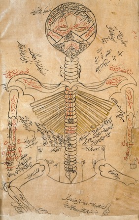 Skeleton system., Avicenna, Canon of Medicine