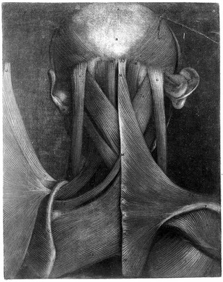 Muscles of the head, neck and shoulders. Colour mezzotint by J.F. Gautier d'Agoty after himself, 1745-1746.