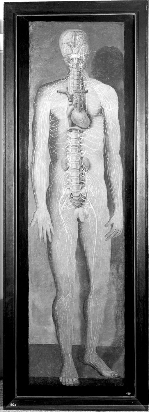 Gautier d'Agoty: vascular systems