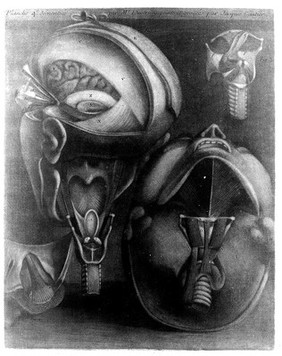 Muscles of the eye and larynx and the head shown with a section of skull removed. Colour mezzotint by J.F. Gautier d'Agoty after himself, 1745-1746.