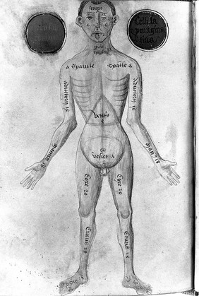 Pseudo-Galen, Anathomia; WMS 290