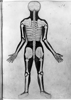 Pseudo-Galen, Anathomia; WMS 290