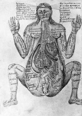 Pseudo-Galen, Anathomia; WMS 290