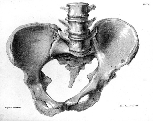 Das schräg verengte Becken nebst einem Anhange über die wichtigsten Fehler des weiblichen Beckens überhaupt / [Franz Karl Naegele].