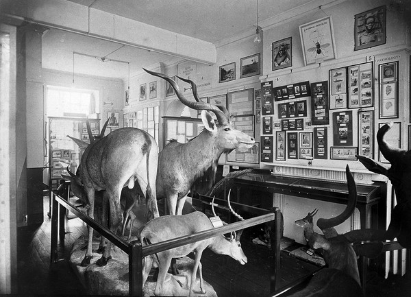 Interior view of Wellcome Bureau of Medical Science; anon.