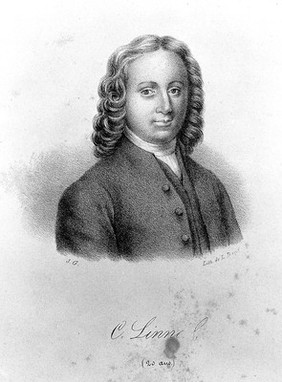 Carolus Linnaeus. Lithograph by [S. G.].