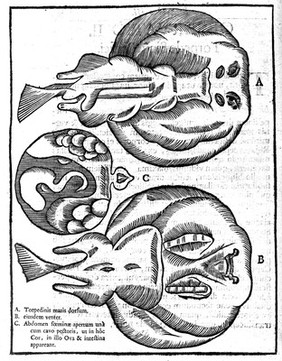 Amoenitatum exoticarum politico-physico-medicarum fasciculi V, quibus continentur variae relationes, observationes et descriptiones rerum Persicarum et ulterioris Asiae, multâ attentione / in peregrinationibus per universum Orientem, collectae. Ab auctore Engelberto Kaempfero, D.