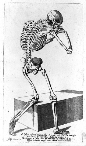 M0007238: Illustration of  anatomical skeleton from <i>Externarum et internarum principalium humani corporis...</i>