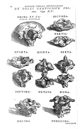 Chiromance et physiognomie par le regard des membres de lhomme ... Plus dudit: La diffinition des faces des signes. Reigles astronomiques du iugement des maladies. Lastrologie naturelle. La congnoissance [sic] de la complexion des hommes selon la domination des planettes / Le tout mis en françois par Antoine du Moulin.