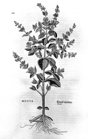 L. Fuchs, De historia stirpium commentarii