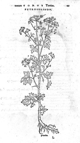 Herbarium / Oth. Brvnfelsii ; tomis tribvs exacto tandem studio, opera & ingenio, candidatis medicinae simplicis absolutum. Quorum contenta, index cuiusquam tomorum suo loco explicat.