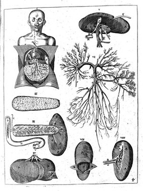 The anatomy of the body of man: wherein is exactly described every part thereof / ... Published in Latin by Joh. Veslingus ... And Englishd by Nich. Culpeper.