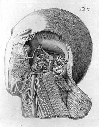 Scriptores neurologici minores selecti sive opera minora ad anatomiam physiologiam et pathologiam nervorum spectantia ... Edidit notulis nonnullis illustravit praefatus est indicibus ausit C.F. Ludwig / [Christ. Frid. Ludwig].