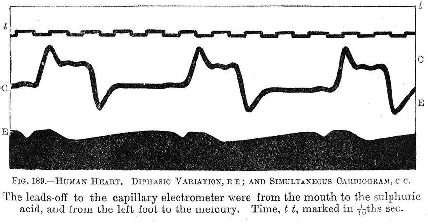 An introduction to human physiology / by Augustus D. Waller.