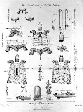 New memoir on the nervous system / [Marshall Hall].