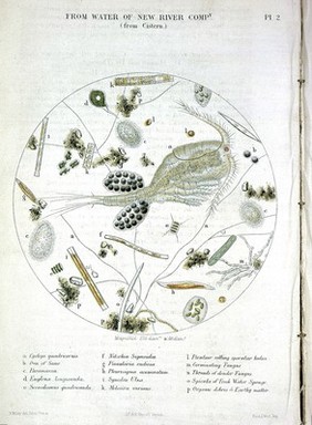 Appendix to report of the committee for scientific inquiries in relation to the cholera-epidemic of 1854.