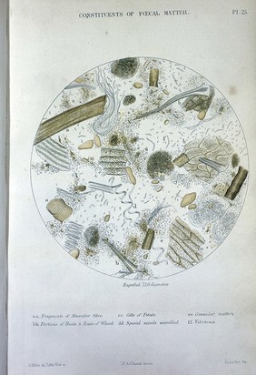 Appendix to report of the committee for scientific inquiries in relation to the cholera-epidemic of 1854.