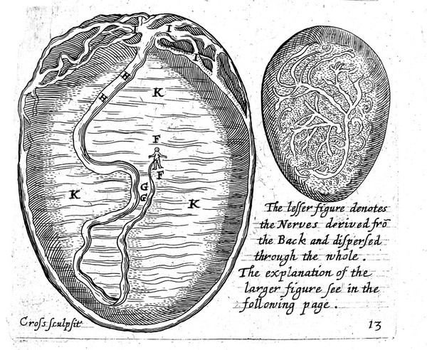 Speculum matricis, 1671: embryo