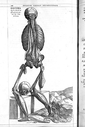 Andreae Vesalii Bruxellensis, scholae medicorum Patauinae professoris De humani corporis fabrica libri septem.