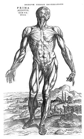 Andreae Vesalii Bruxellensis, scholae medicorum Patauinae professoris De humani corporis fabrica libri septem.