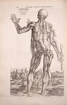 Andreae Vesalii Bruxellensis, scholae medicorum Patauinae professoris De humani corporis fabrica libri septem.