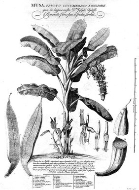 Musa plant, Ehret