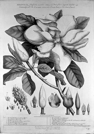 view Magnolia flower, Ehret