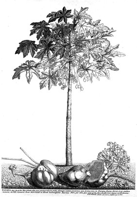 Papaya plant, Ehret