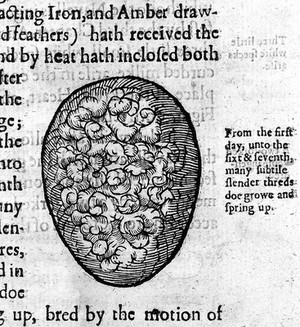 view Woodcut of an embryo; 1637