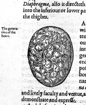 Woodcut of an embryo; 1637