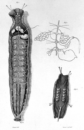 A treatise on the medicinal leech; including its medical and natural history, with a description of its anatomical structure; also remarks upon the diseases, preservation and management of leeches / [James Rawlins Johnson].