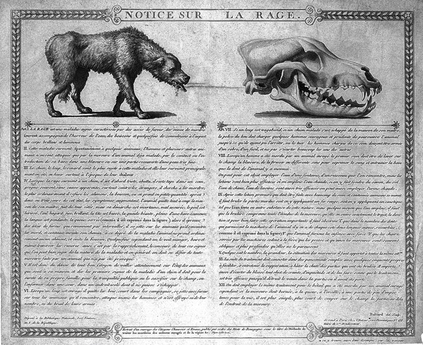 A dog with rabies and a detail of its skull. Line engraving by L.P. Baltard.