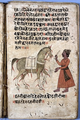 Bloodletting on horse, Hindi, 18th C