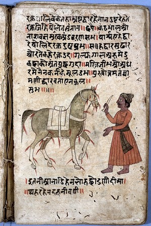 view Bloodletting on horse, Hindi, 18th C