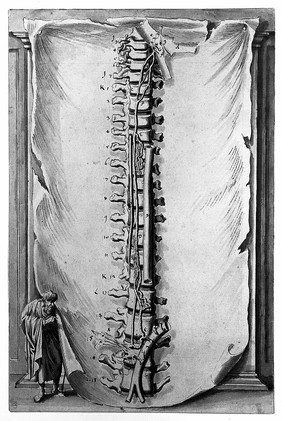 Ecclesiastes pointing to the spinal cord, Fuessli