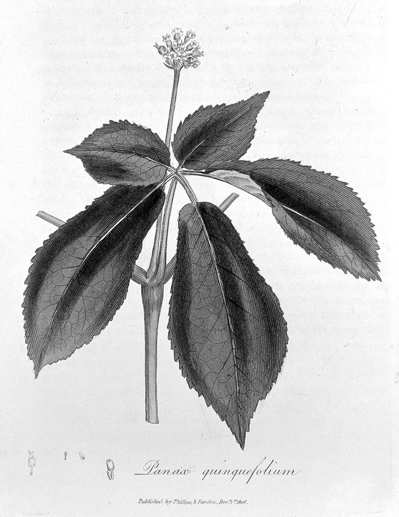 MEDICAL BOTANY: CONTAINING SYSTEMATIC AND GENERAL DESCRIPTIONS, WITH IJiatcs of all tfie Elemental |Hant$, COMPREHENDED IN THE CATALOGUES OF THE MATERIA MEDIC A, AS PUBLISHED BY THE ROYAL COLLEGES OF PHYSICIANS OF LONDON, EDINBURGH, AND DUBLIN; TOGETHER WITH THE PRINCIPAL MEDICINAL PLANTS NOT INCLUDED IN THOSE PHARMACOPEIAS. ACCOMPANIED WITH A CIRCUMSTANTIAL DETAIL OF THE MEDICINAL EFFECTS, AND OF THE DISEASES IN WHICH THEY HAVE BEEN MOST SUCCESSFULLY EMPLOYED. BY WILLIAM WOODVILLE, M.D. F.L.S. THIRD EDITION, IN WHICH THIRTY-NINE NEW PLANTS HAVE BEEN INTRODUCED. THE BOTANICAL DESCRIPTIONS ARRANGED AND CORRECTED BY DR. WILLIAM JACKSON HOOKER, F.R.S. L.S. &c. Who has added an Index folloiuing the Arrangement of Jussieu. THE NEW MEDICO-BOTANICAL PORTION SUPPLIED BY G. SPRATT, ESQ. author of the flora medica. Under whose immediate Inspection the whole of the Plates have been coloured. IN FIVE VOLUMES. VOL. I. ■’•’ELLCe^f LONDON: PUBLISHED BY JOHN BOHN, 17, HENRIETTA STREET. 1832.