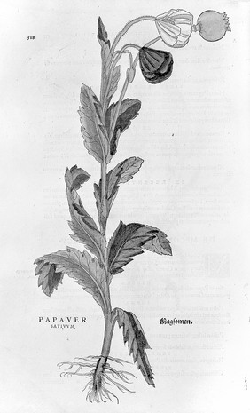 De historia stirpivm commentarii insignes ... adiectis eorvndem vivis plvsqvam quingentis imaginibus ... Accessit ... uocum difficilium & obscurarum passim in hoc opere ocurrentium explicatio ... / [Leonhard Fuchs].