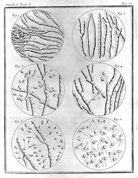 Histoire naturelle, générale et particuliére, avec la description du cabinet du roi / [Georges Louis Leclerc Buffon].