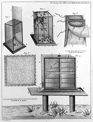 Mémoires pour servir à l'histoire des insectes / [René-Antoine Ferchault de Réaumur].