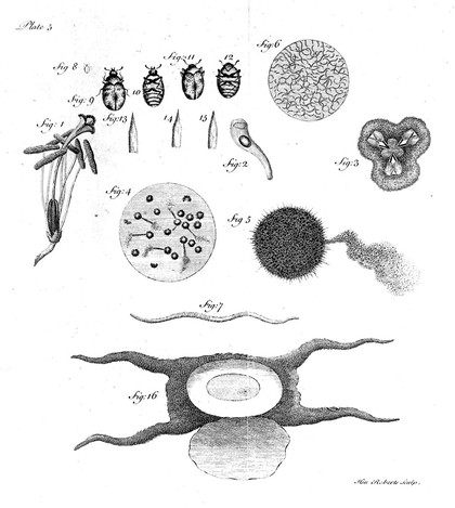 An account of some new microscopical discoveries founded on an examination of the calamary and its ... milt-vessels ... Also, observations on the farina faecundans of plants ... And an examination o the pistil, uterus and stamina of several flowers ... Likewise observations on the supposed embryo sole-fish fixed to the bodies of shrimps ... A description of the eels or worms in blighted wheat, etc / [John Turberville Needham].