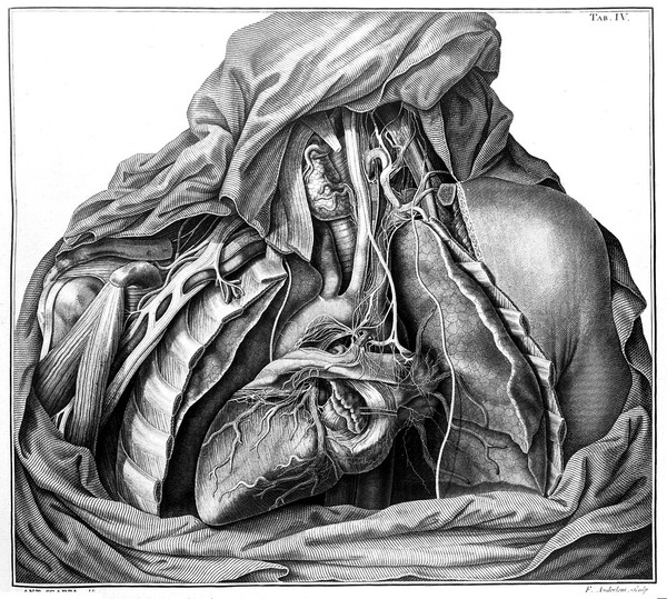 Tabulae nevrologicae ad illustrandam historiam anatomicam cardiacorum nervorum, noni nervorum cerebri, glossopharyngaei, et pharyngaei ex octavo cerebri / Auctore Antonio Scarpa.