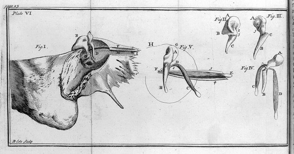 A treatise of the organ of hearing, containing the structure, the uses and diseases of all the parts of the ear / Translated from the French [by John Marshall].