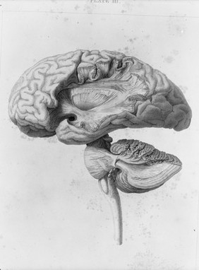 A series of engravings intended to illustrate the structure of the brain and spinal chord in man / [Herbert Mayo].